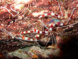 Pair of Banded Cleaner Shrimp
