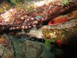 Pair of Banded Cleaner Shrimp and Hiding Squirrelfish