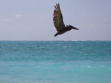 Brown Pelican - Pelecanus Occidentalis 05