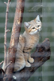 Arabian Sand Cat 12