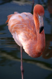 Cuban Flamingo 26