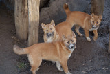New Guinea Singing Dog Puppies 10