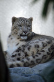 Snow Leopard 09