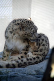 Snow Leopard Grooming 09