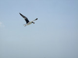 Laughing Gull in Flight - Leucophaeus Atricilla