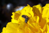 Ladybird Larvae on Yellow Flower