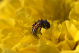 Ladybird Larvae on Yellow Flower 02