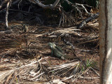 Iguana Little Water Cay 07