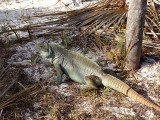 Iguana Little Water Cay 08