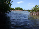 Mangroves Princess Alexandra Nature Reserve 02