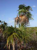 Vegetation from Above Little Water Cay 04.jpg