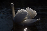 Mute Swan on Water 32