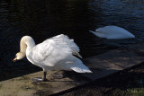 Mute Swan Standing by Water 02