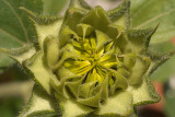 Sunflower About to Open