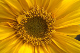 Sunflower with Yellow Centre
