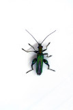 Thick Legged Flower Beetle - Oedemera Nobilis