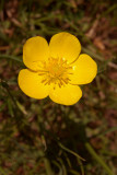 Bright Buttercup