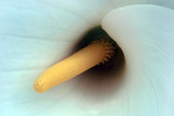 Close up of Arum Lily - Zantedeschia Aethiopica