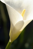 Close up of Arum Lily - Zantedeschia Aethiopica 02