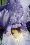Pale Purple Iris Close Up