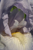 Pale Purple Iris Close Up 02