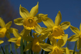 Daffodils in Spring 02