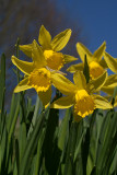 Daffodils in Spring 03