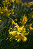 Daffodils in Spring 07