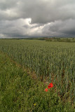 Unripe Wheat Field 03