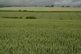 Unripe Wheat Field 12