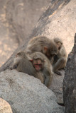 Sad Monkeys