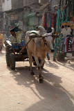 Bull Cart -Paharganj