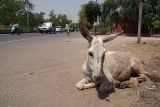 Donkey by the Road