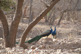 Pair of Peacocks