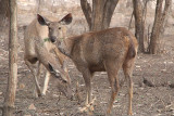 Sambar Eating