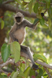 Monkey up a Tree