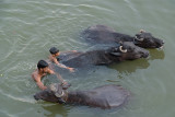 Bathing with the Buffalo