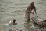 Dog Watching Washing