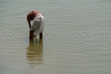Ripples