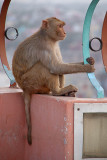 Thoughtful Monkey