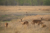 Jackal Watches Deer Watching Jackal