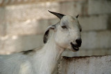 Leaning White Goat