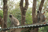 Monkeys on the Roof