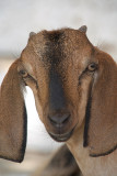 Pretty Brown Goat