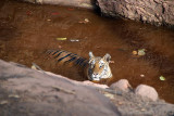 Tiger in the Water 07