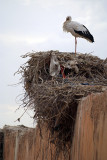 Nesting Stork