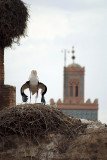 Stork in Prayer