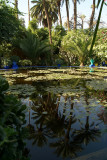Palms in the Pond