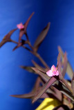 Small Pink Flower