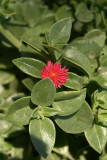 Small Red Flower
